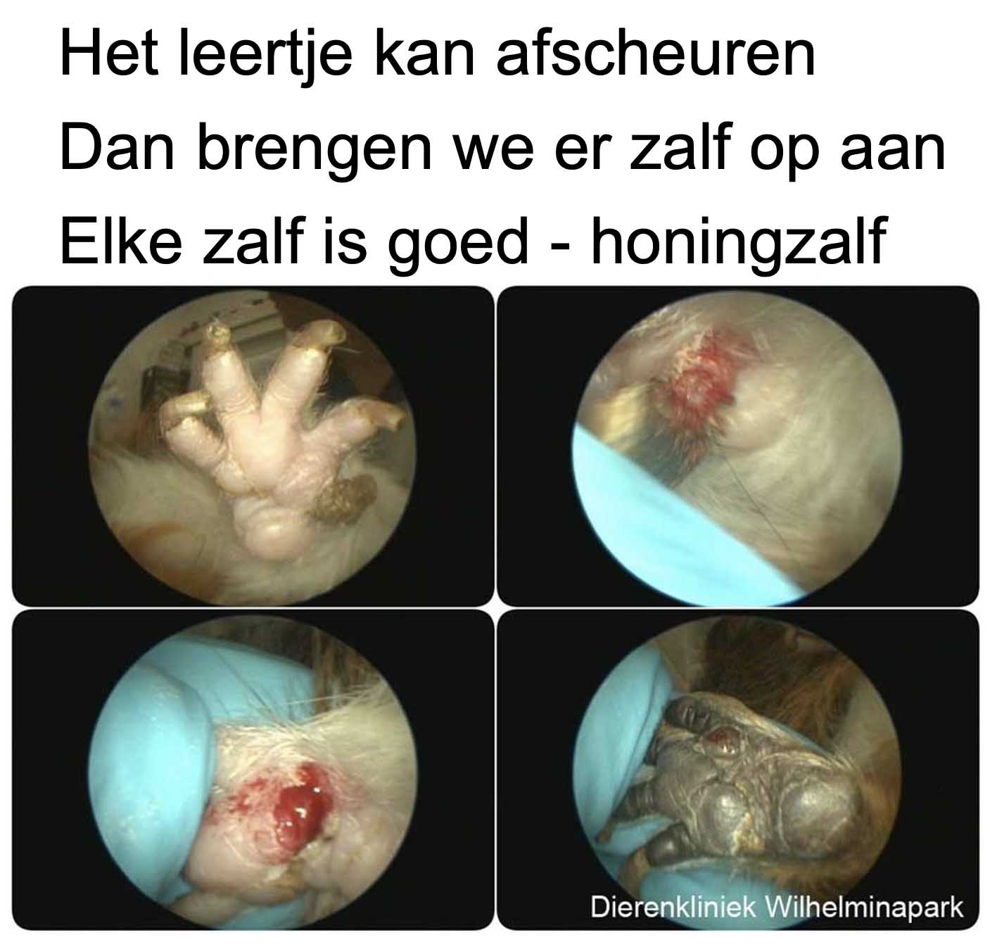 Een leertje aan de voorpoot bij een cavia